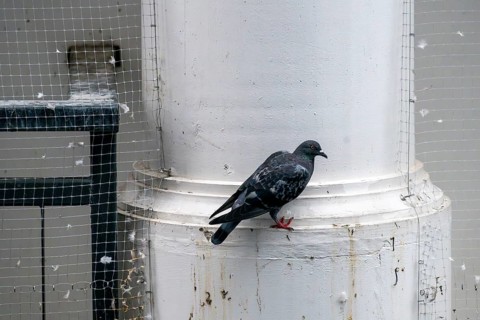 City pigeon sitting between safety nets, Pattaya, Thailand