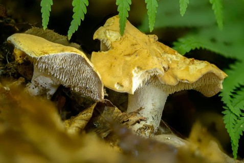Yellow spiny sponge, hydnum carnosum, hydnum rufescens, orange-red stubble mushroom, red-yellow
