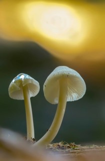 Meat-brown helmet, isabell brown thread helmet, conical helmet, mycena metata, mycena phyllogena,