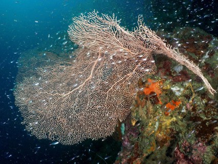 Extensive brown giant fan coral (Annella mollis) underwater, with lots of small fish, Sweet Reef