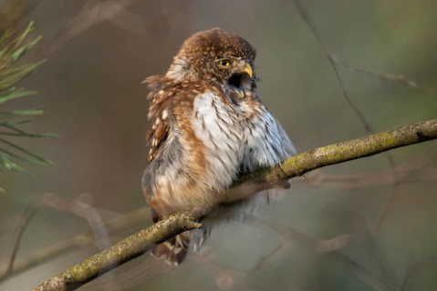 Glaucidium passerinum, pygmy owl, passerine owl, birds, owls, strigiformes, birds