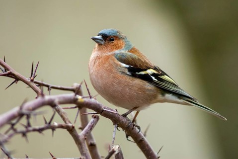 Chaffinch, Fringilla Coelebs, Birds, Male, Passeri, Songbirds, Birds