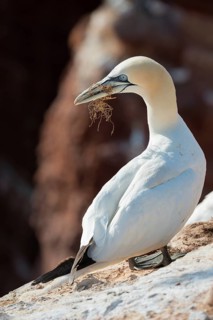A northern gannet (Morus bassanus) (synonym: Sula bassana) perched on a light-coloured rock with