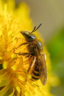 Apidae, bees, furrow bee, common narrow bee, hymenoptera, lasioglossum calceatum, high size,