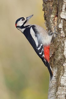 Great spotted woodpecker (Dendrocopus major), male, foraging on the trunk of a common birch (Betula