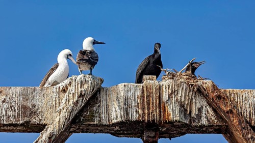 Birds are perched on an old wooden platform beneath a blue sky. A small group, with a nest on the