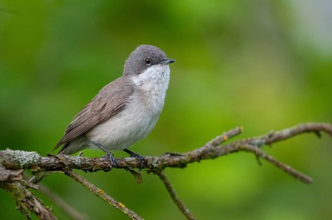 Brandenburg, Germany, rattlegrass warbler, lesser whitethroat, Nabu, national natural heritage,