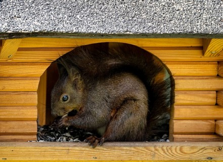 Eurasian red squirrel (Sciurus vulgaris), melanistic animal, also known as black squirrel, sits in