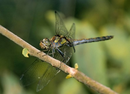 Common darter, large heather, sympetrum striolatum, anisoptera, damselflies, dragonflies, female,