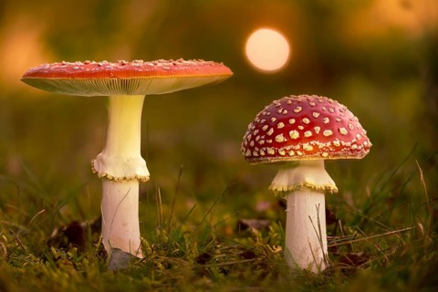 Amanita muscaria, toadstool, red toadstool, bullets, fly agaric, fly amanita, fungi, fungi,