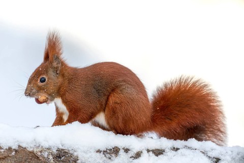 In its mouth, the squirrel (Sciurus vulgaris) transports the hazelnut to its hiding place as a