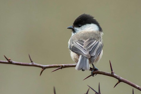 Parus montanus, poecile montanus, willow tit, birds, tit, passeri, songbirds, songbirds, tits,