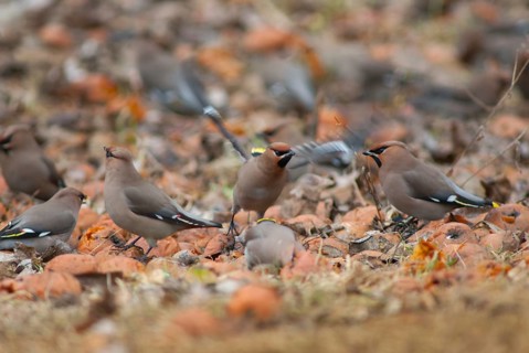 Bombycilla Garrulus, waxwing, birds, fallen fruit, meadow orchard, passeri, songbirds, songbirds,