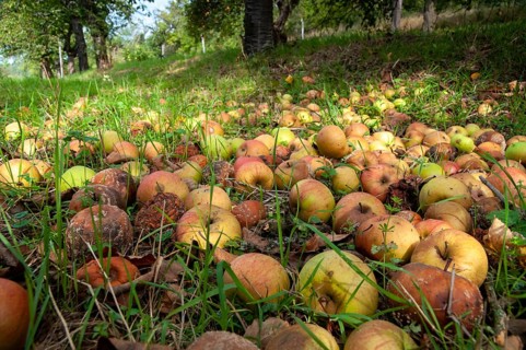 Cultivated apple, Malus domestica, rosaceae, rose family, apple, flora, meadow orchard, plants,