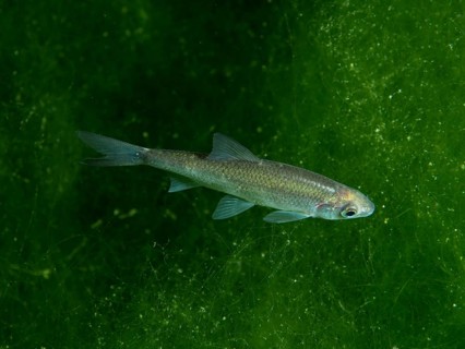 Small silver-coloured fish, streamer (Telestes souffia), swimming alone in a green underwater