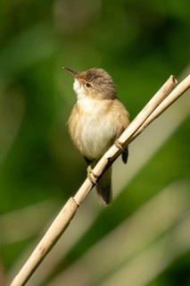 Acrocephalus scirpaceus, reed warbler, birds, high size, portrait format, passeri, songbirds,