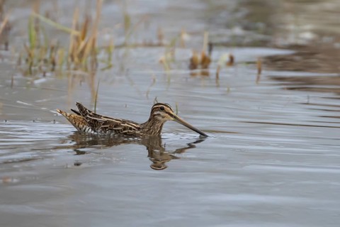 Common snipe (Gallinago gallinago) adult wading bird swimming across a lake, Suffolk, England,