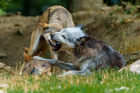 Timberwolf, wolf, American wolf (Canis lupus lycaon), Germany, pack behaviour among wolves, showing
