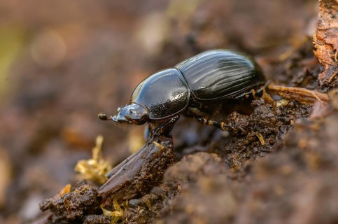 Aphodius granarius, dung beetle, field dung beetle, black field dung beetle, beetle, coleoptera,