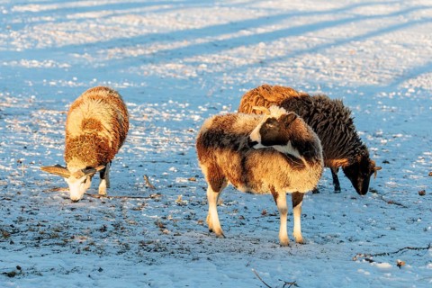 Three female Jacob sheep (Ovis ammon F. aries) are grazing on a snow-covered meadow at sunrise.