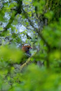 A mandarin duck sits in a green forest, surrounded by fresh spring leaves on a tree, mandarin ducks