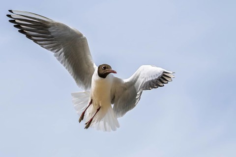 Black-headed Gull, Chroicocephalus ridibundus, bird in flight, England, United Kingdom