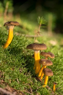 Cantharellus infundibuliformis, craterellus tubaeformis, pierced perch, funnel chanterelle,