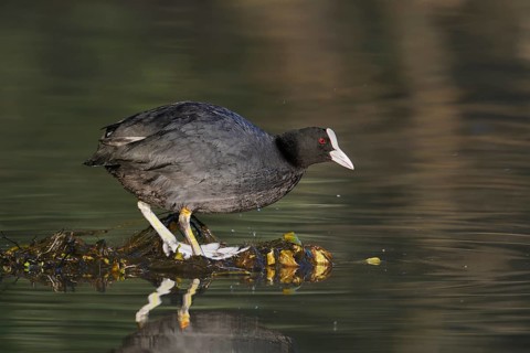 Eurasian Coot (Fulica atra), North Rhine-Westphalia, Germany