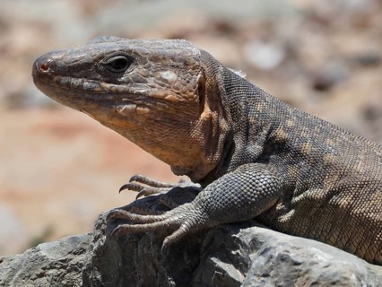 Close-up of the head of a Gran Canaria giant lizard (Gallotia stehlini) showing its scales, Gran