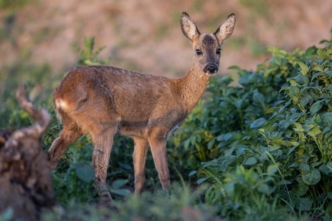 Roe deer (Capreolus capreolus), Emsland, Lower Saxony, Germany