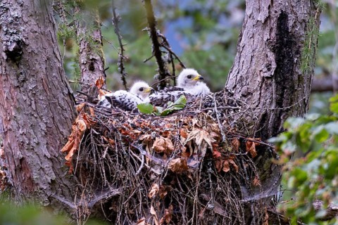Honey Buzzard (Pernis apivorus), close-up, two chicks with white down feathers in their nest on a