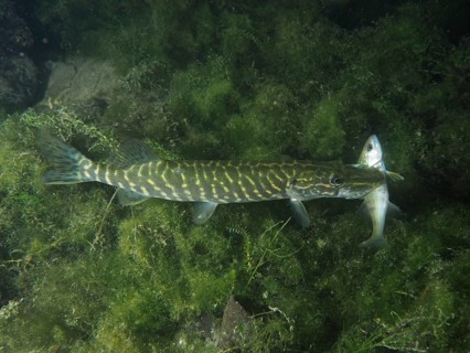 A pike (Esox lucius) hunts with prey in its mouth amidst green underwater plants, Zollbrücke dive