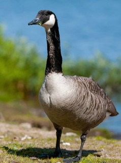 Branta canadensis, Canada goose, Canada goose, Sweden, Anatidae, birds, duckbirds, goose, geese,