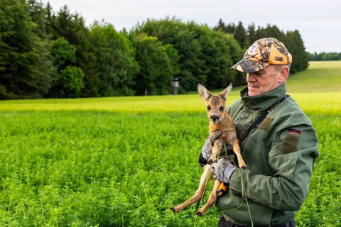 Hunter carrying fawn (Capreolus capreolus) from the meadow into the forest, fawn rescue, forest