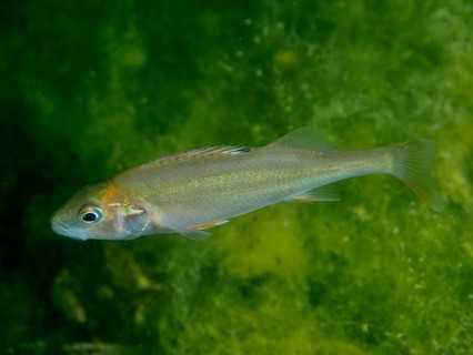 A solitary river perch (Perca fluviatilis), or ‘Egli', in green water, calm and still, at the