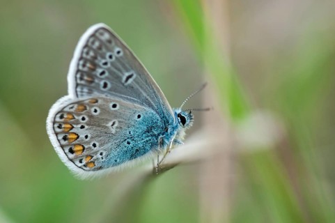 Brandenburg, common blue, common blue, Germany, hauhechelbläuling, nabu, national natural heritage,