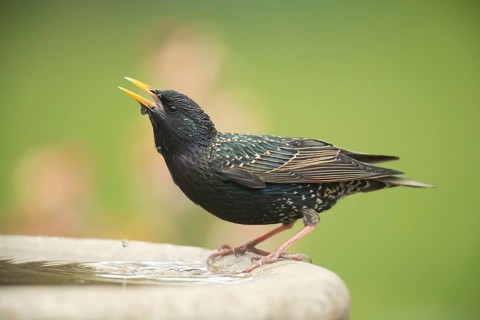 Common starling (Sturnus vulgaris) adult bird drinking from a garden water bird bath, England,