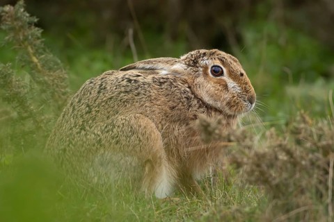 European brown hare (Lepus europaeus) adult animal resting in grassland, England, United Kingdom