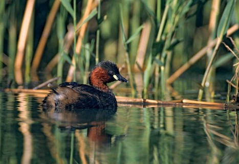 Littele Grebe, Tachybaptus Ruficollis, Little Grebe, Birds, Dabchick, Grebe, Grebe, Mirror,