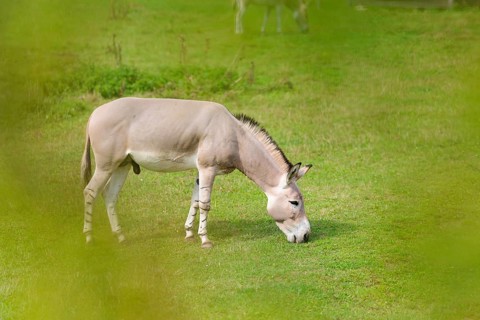 A male Somali wild ass, Equus africanus somaliensis, grazing on a green meadow. Somalia,