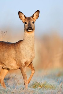 European roe deer (Capreolus capreolus), doe in winter, Lower Saxony, Germany