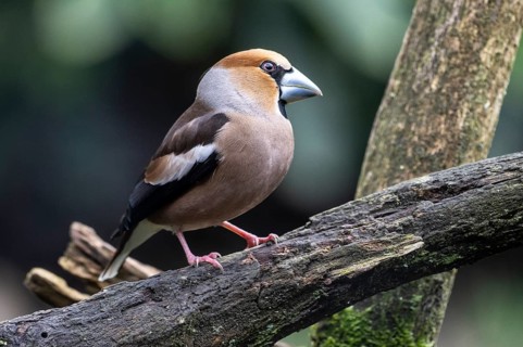 Hawfinch (Coccothraustes coccothraustes), Emsland, Lower Saxony, Germany