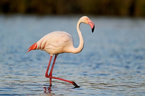 A greater flamingo (Phoenicopterus roseus), standing in the water, Camargue Regional Nature Park,