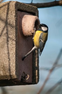 Great tit, great tit, parus major, birds, garden, high size, portrait format, tits, nesting aid,