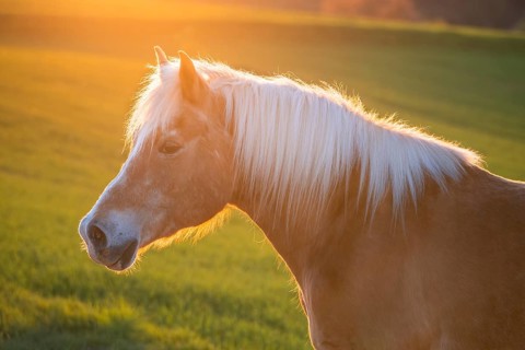 Horse, Haflinger, gelding, portrait, evening sun, back light