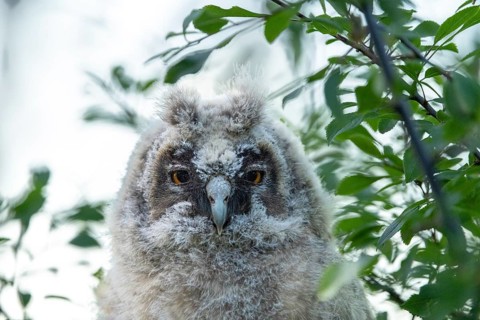 Close-up of an owl chick with large eyes and fluffy plumage, long-eared owl (Asio otus), young bird