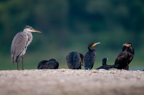 Ardea cinerea, black shag, cormorant, heron, gray heron, cormorant, phalacrocorax carbo, birds,