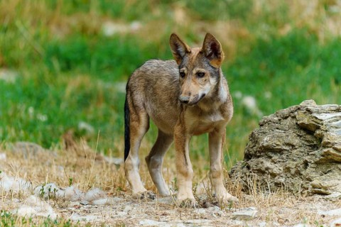 Timberwolf, wolf, American wolf (Canis lupus lycaon), Germany. A young wolf curiously explores its