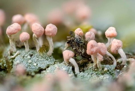 Baeomyces roseus, Dibaeis baeomyces, lichens, head lichen, braid braid, pink head braid, pink