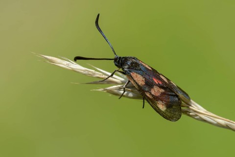 Wetland ram, five-spot burnet, clover ram, marsh horn clover ram, zygaena trifolii, flew off, blood
